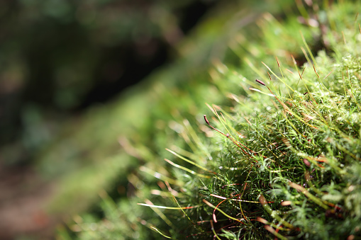 Forest floor background or microcosm in rainforest texture. Copper-wire moss growing in North Vancouver, Canada. Selective focus.