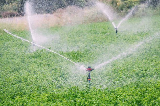 istock Water sprinkler on agricultural field 1498421770