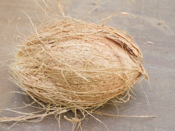 istock Full Coconut in horizontal position , overhead shot 1498422968