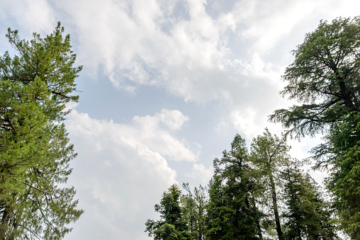 A view of the pine trees and white clouds in the sky in Nathia Gali, Abbottabad, Pakistan.