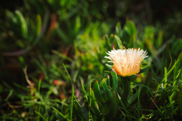 Plants and flowers of Hottentot fig
