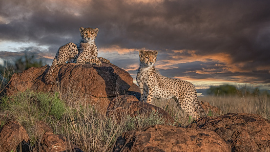 Two Cheetah Bothers Posing On A Hill Agains A Golden Sunset