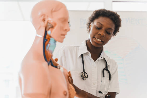 Young Woman Speaking and Touching Anatomical Mannequin stock photo
