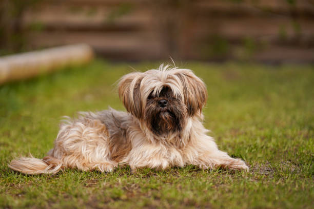 istock Cute fluffy dog lying on the grass and looking at you. 1498429657