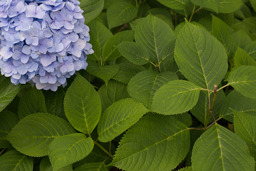 Hydrangea and green leaves.