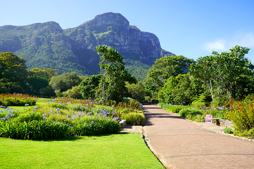 View across Kirstenbosch Botanical Gardens in Cape Town, South Africa