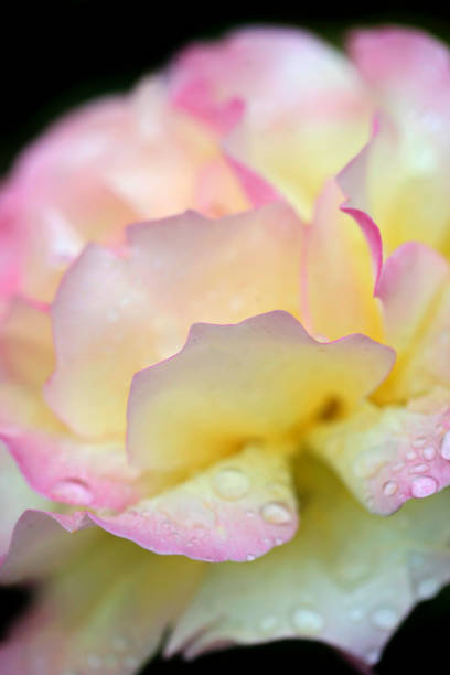istock Colorful flowers in summer garden 1498432802