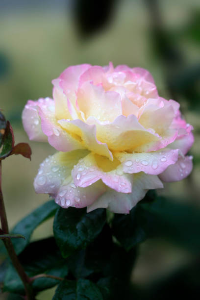 istock Colorful flowers in summer garden 1498432827