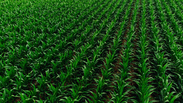 récolte de maïs vert vibrant en rangées droites, vue d’au-dessus d’un champ à eguisheim, france - monoculture photos et images de collection