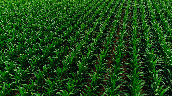 Vibrant Green Corn Crop in Straight Rows, Seen from Above a Field in Eguisheim, France