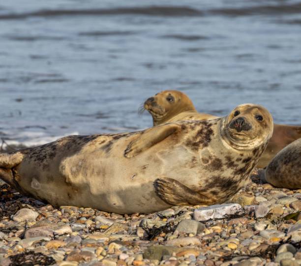 istock Seals basking in the sunshine on the coastal shore 1498433886