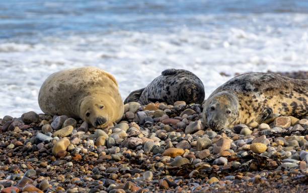 istock three seals on a rocky shore with sea water in the background 1498433910