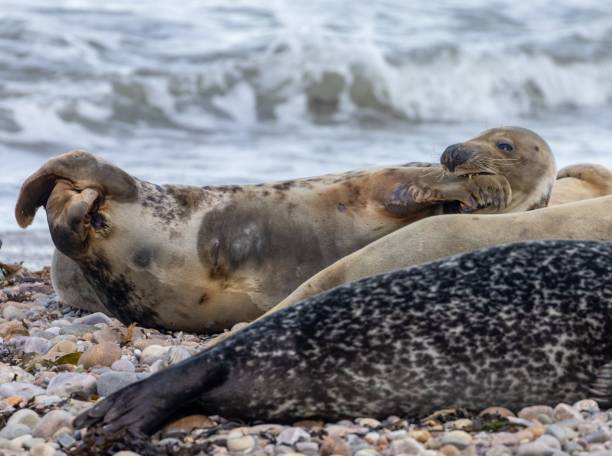 istock three seals and one is lying on the beach next to the water 1498433949