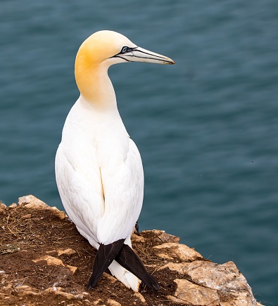 A white great northern gannet perched atop a rocky outcrop near the shoreline, with the blue ocean and clear blue sky in the background