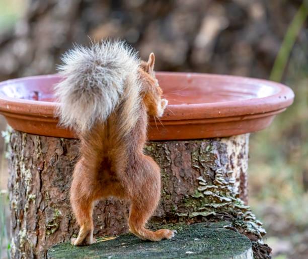 istock Small, red squirrel, drinking from a bright red bowl in its front paws 1498434648
