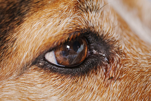 close-up. The eye of the dog breed Jack Russell Terrier. macro photography. The beauty of animals.