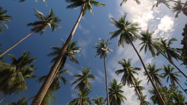 Coconut trees from under time lapse, Koh Samui, Thailand