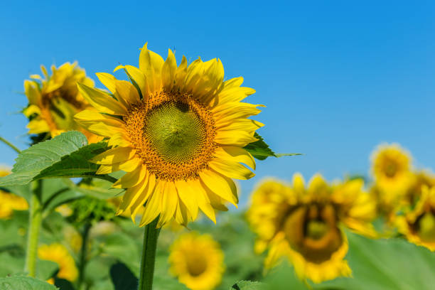 istock Yellow field of sunflowers 1498435472