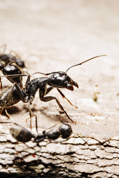 istock close-up. A black woodworm ant on the surface of a tree. 1498435971