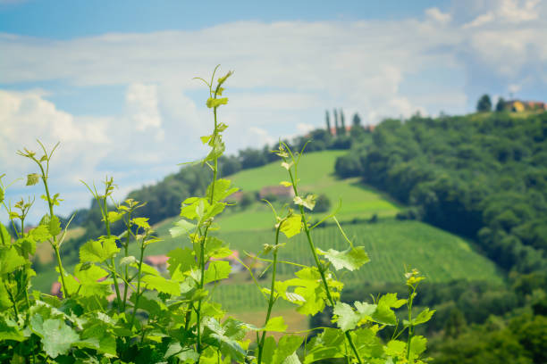 View with grapevine, cloudy sky and blurred landscape in the distance in horizontal format