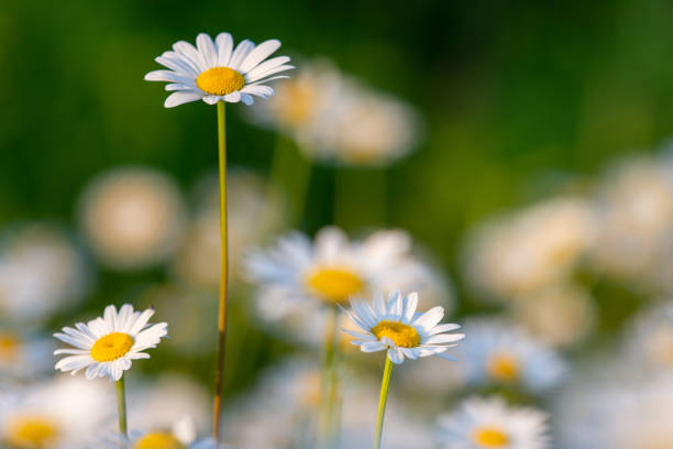 istock Several beautiful camomiles on wild meadow 1498439981