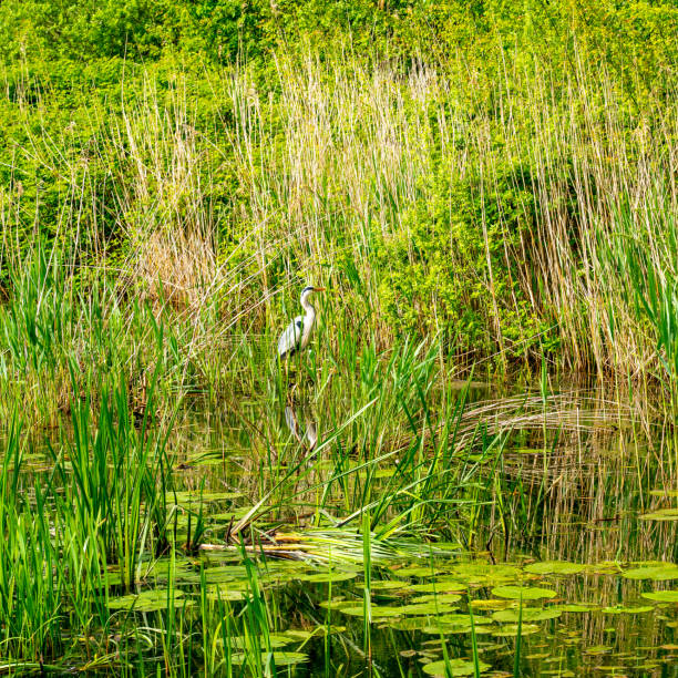 Bird living wild in the Netherlands