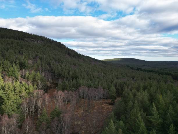 istock a valley that has many trees in it with blue skies above it 1498440105