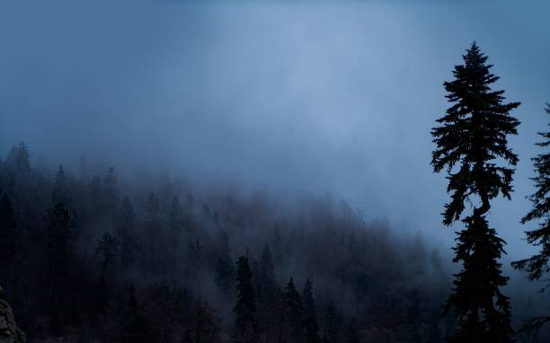 istock a foggy, dark and misty night with pine trees 1498440262