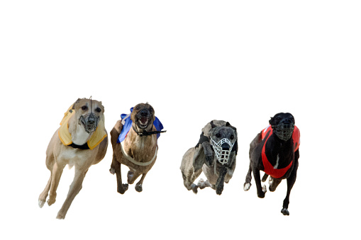Running greyhounds