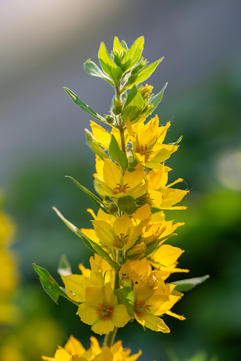 Blossom yellow dotted loosestrife flower on a green background on a summer sunny day macro photography. Circle flower with yellow petals in summer, close-up photography.