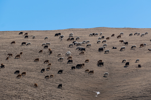Group of cows in the nature livestock in Kharkhorin City, Central Mongolia