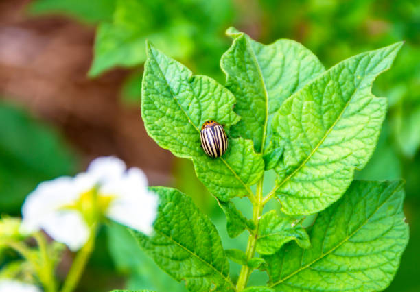 Summer. Colorado beetle on a potato leaf. Green background.