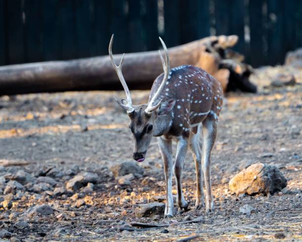 istock Wild Spotted deer (Chital deer) standing in a natural environment 1498442771