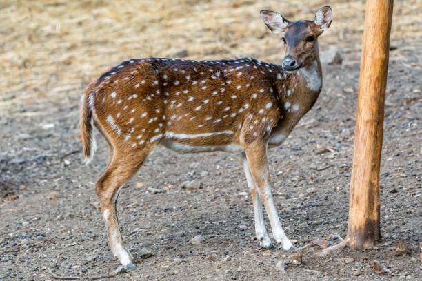 istock Wild Spotted deer (Chital deer) standing in a forest glade 1498442783