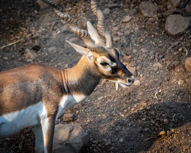 istock Lone antelope standing atop a rocky terrain, surveying the area 1498442829