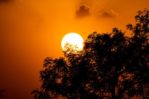 A single tree standing against the backdrop of a warm, orange-hued sunset in a savannah landscape
