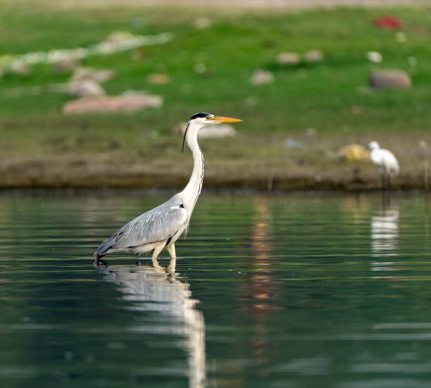 istock Gray heron perched on the edge of a tranquil pond 1498443016
