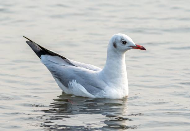 istock Single seagull floating in the water 1498443047