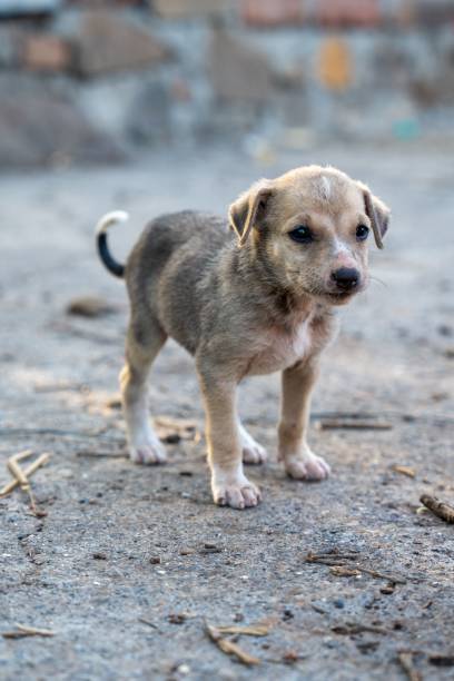 istock Small puppy standing in front of a brick wall 1498443069