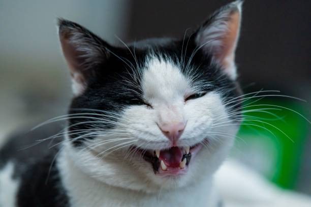 istock Black and white cat with its mouth wide open, smiling happily 1498443072