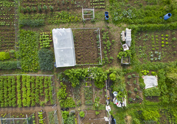 istock Aerial top down view of vegetable garden 1498444544