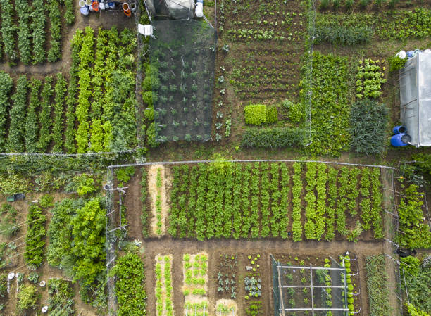 istock Aerial top down view of vegetable garden 1498444545