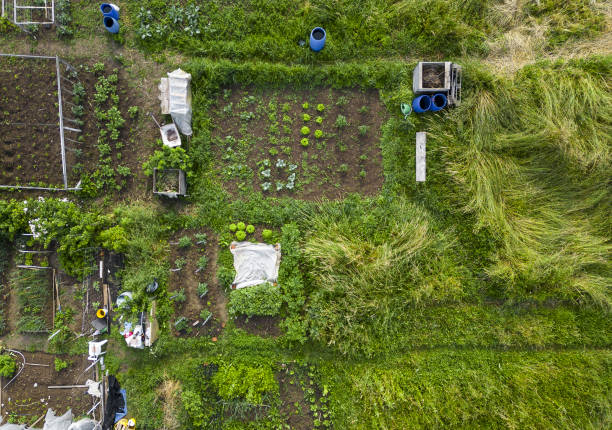 istock Aerial top down view of vegetable garden 1498444546