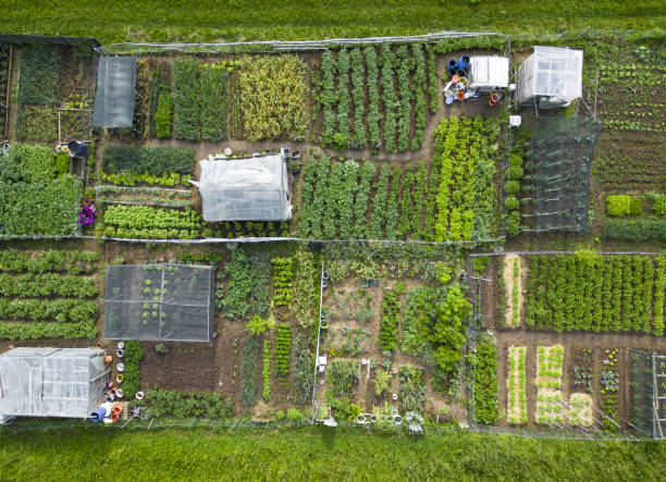 istock Aerial top down view of vegetable garden 1498444573