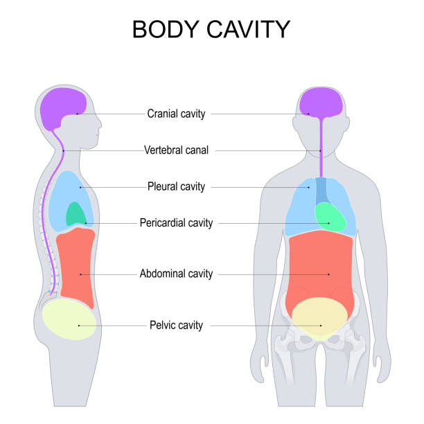 Abdominal Cavity Diagram Blank Biology Diagrams