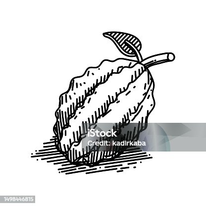 istock Durian Fruit Line icon, Sketch Design, Pixel perfect, Editable stroke. Logo, Sign, Symbol. Organic, Vegetarian, Freshness. 1498446815