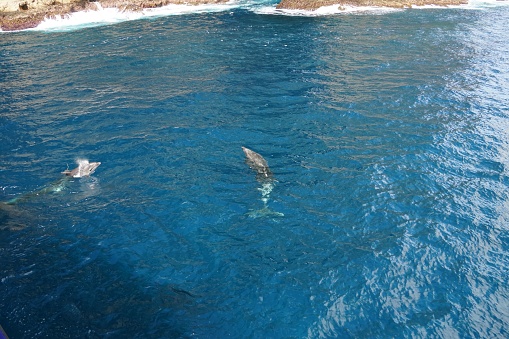 A few dolphins swimming around in the crystal-clear blue sea