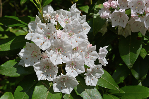 Blooming mountain laurel composition in the sunny June woods of Connecticut, where it is the state flower