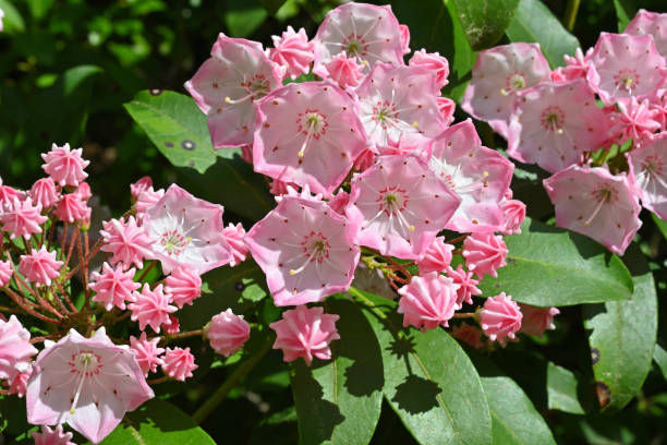 istock Pink mountain laurel in the sun 1498447755