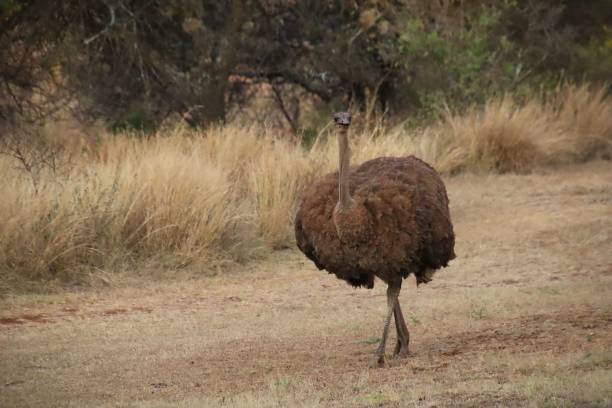 istock Female ostrich strides along a secluded dirt path, surrounded by lush foliage. 1498447939